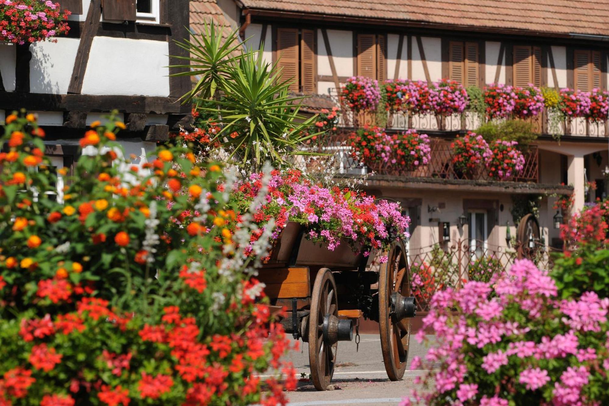 Gite See You Soon - Maisonnette Green Lodge Ribeauvillé Екстериор снимка